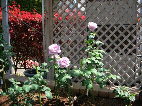 ピンクの花 ピンクの花の写真
