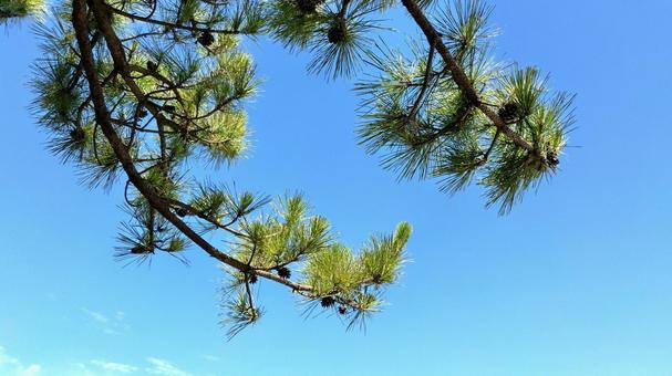 夏の青空 夏の青空の写真
