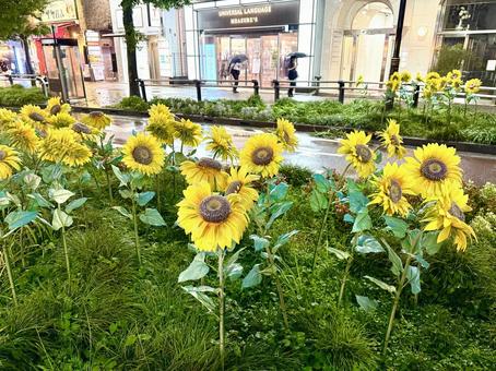 雨の日の池袋　造花のひまわりの花壇 ひまわり,花壇,植え込みの写真素材
