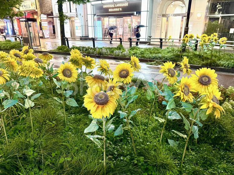 雨の日の池袋　造花のひまわりの花壇 ひまわり,花壇,植え込みの写真素材