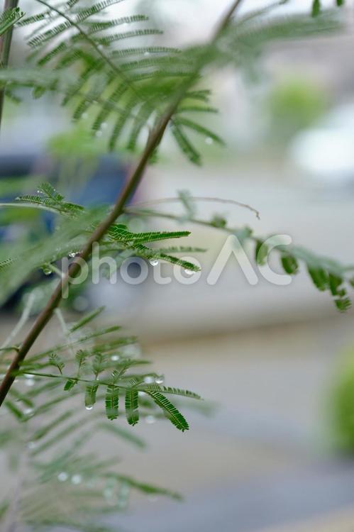 ［草花のある街角］雨の風景 葉,雨粒,水滴の写真素材