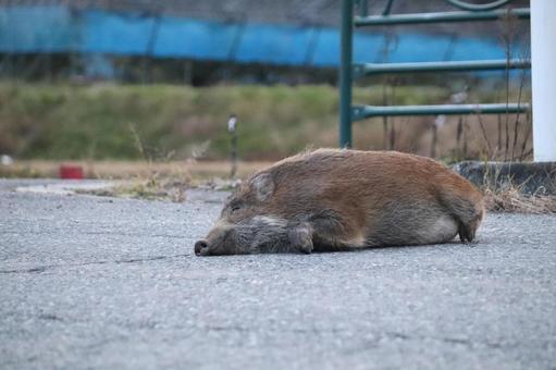 ロードキル（イノシシ） イノシシ,猪,ニホンイノシシの写真素材