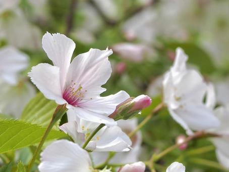 葉桜 葉桜の写真