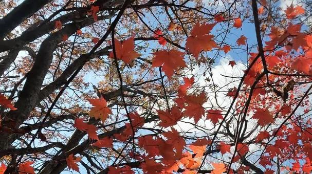 紅葉と空 紅葉と空 大船山頂,登山,景色の写真素材