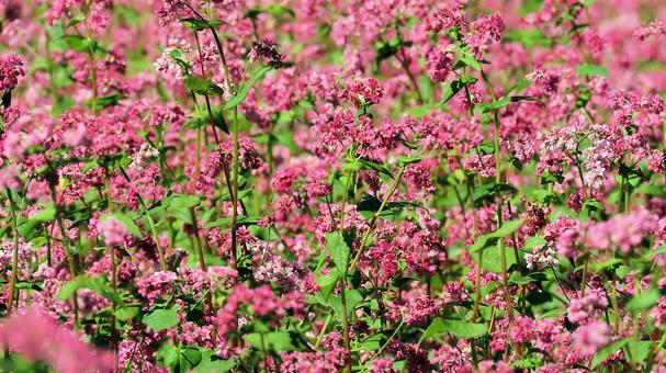信州の秋 赤い花のソバ畑 信州の秋 赤い花のソバ畑 蕎麦畑,花,秋の写真素材
