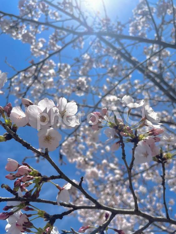青空と太陽をバックにした桜 桜,青空,薄ピンクの写真素材
