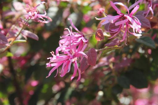 アカバナトキワマンサク　マクロの写真