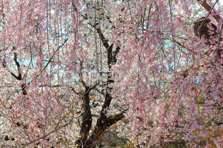 枝垂れ桜 サクラ,桜,さくらの写真素材