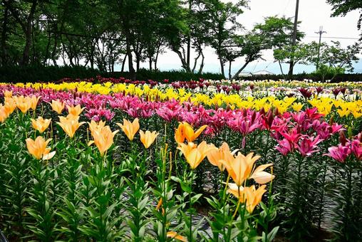 色鮮やかな満開のゆり園 色鮮やかな満開のゆり園の写真