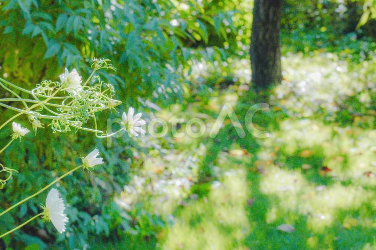 コスモス、芝生に枯葉が舞う秋のイメージ 秋,コスモス,芝生の写真素材