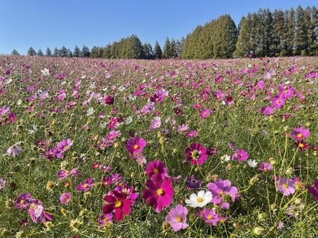 抱えきれない花束 抱えきれない花束の写真