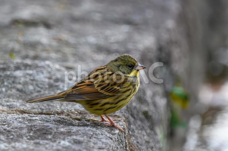 石の上で佇むアオジ アオジ,小鳥,野鳥の写真素材