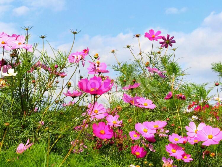 ピンクコスモス畑の可愛い群生 群生,風景,ピンクの写真素材