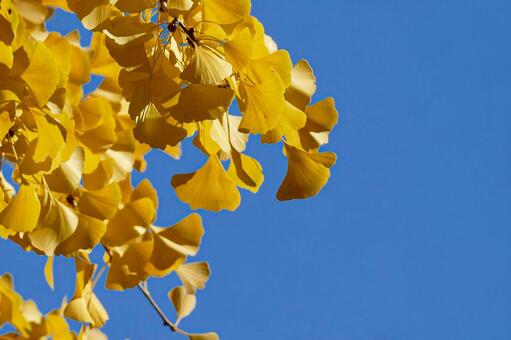 快晴の青空とイチョウの鮮やかな黄葉 イチョウ,銀杏,葉の写真素材