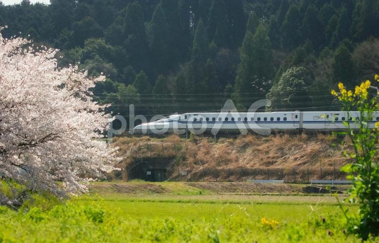 桜と新幹線の景色（滋賀県米原市） 新幹線,春,桜の写真素材
