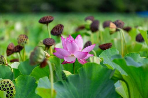 不忍池2025夏6 不忍池2025夏6 蓮の花,花托,花の写真素材