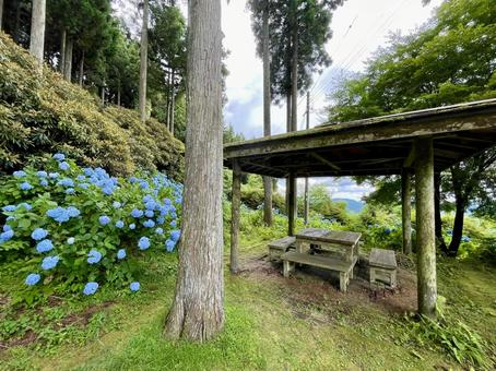 和歌山 東屋と紫陽花 和歌山 東屋と紫陽花の写真