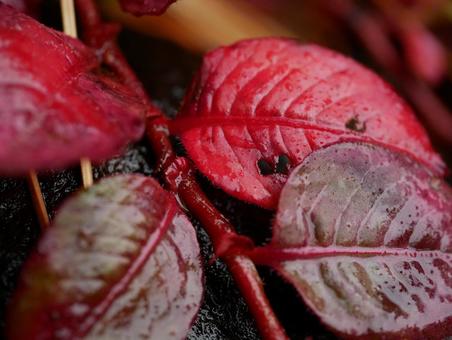 背景に合う雨に濡れたヒメツルソバの紅葉 背景に合う雨に濡れたヒメツルソバの紅葉の写真