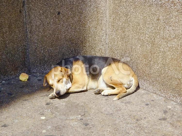 市場の前で眠る野良犬 犬,イヌ,いぬの写真素材