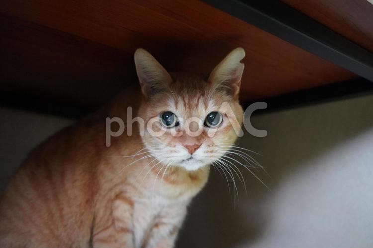 ダイちゃん（カメラ目線） ねこ,ネコ,タビーの写真素材