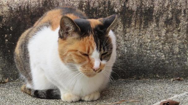 真剣に考え事をするもふもふな三毛猫 三毛猫,猫,もふもふの写真素材