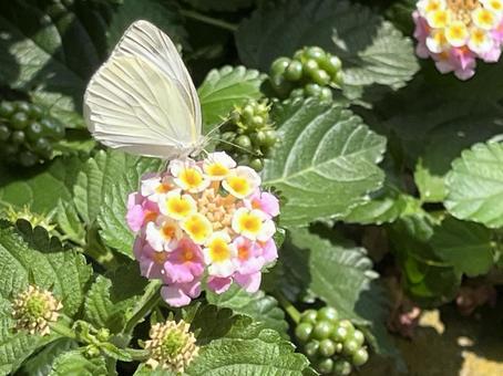 Cabbage White Butterfly 1, JPG Cabbage White Butterfly 1, JPG