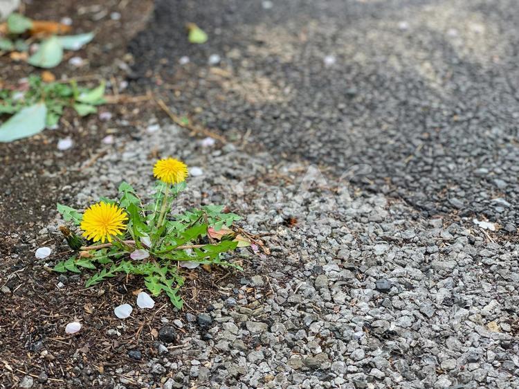 アスファルトから伸びるたんぽぽ タンポポ,たんぽぽ,野草の写真素材
