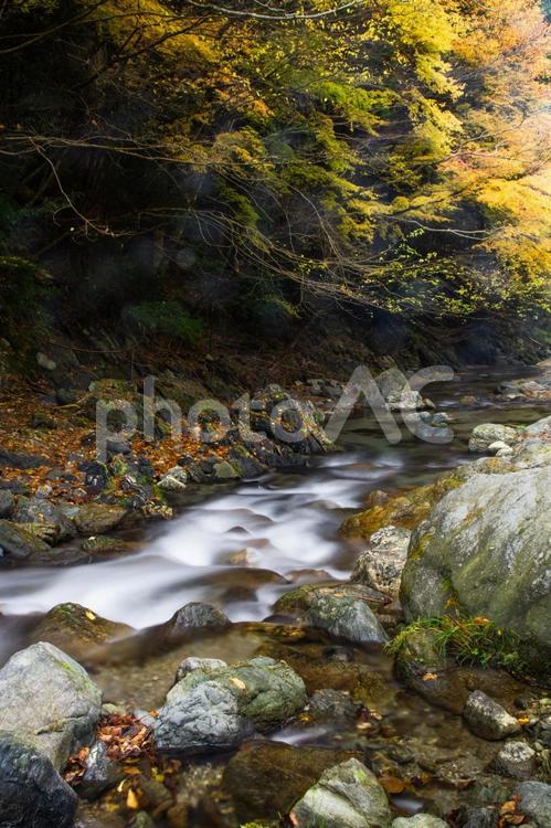 スローシャッターで写した渓流と紅葉 渓流,紅葉,モミジの写真素材