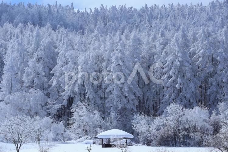 ➖氷点下4℃の3月上旬の中牧湖 冬景色,霧氷,自然の写真素材