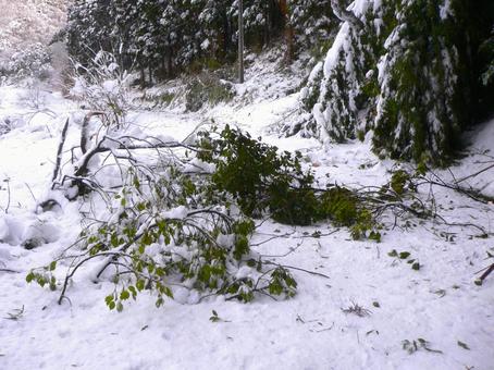 道路をふさぐ大雪で折れた枝 道路,枝,大雪の写真素材