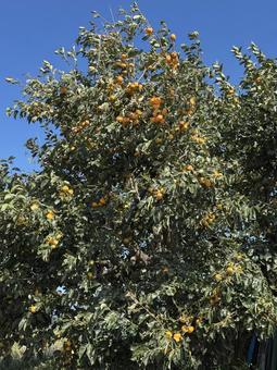 柿の木 柿の木,秋,景色の写真素材