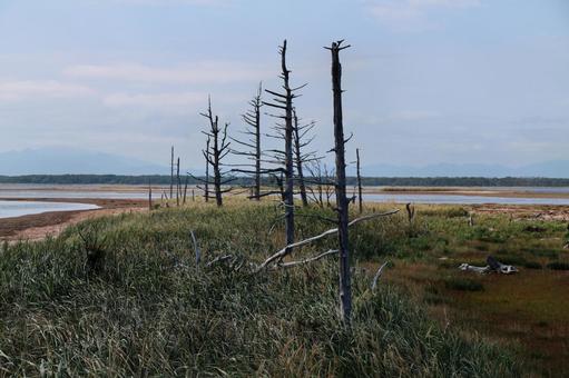 トドワラ3 トドワラ,湿原,野付半島の写真素材