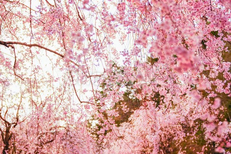 降るような桜たち 桜,さくら,サクラの写真素材