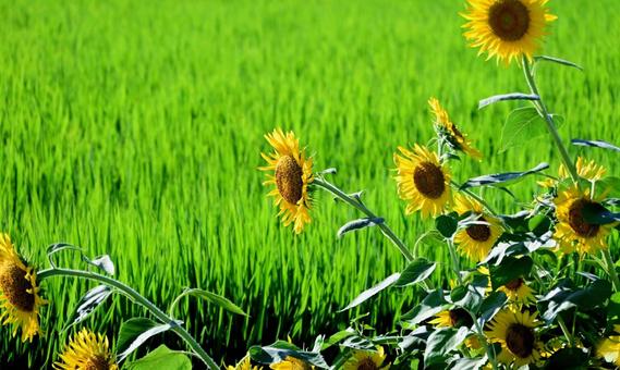 ひまわりと夏の緑の稲穂 ひまわりと夏の緑の稲穂 ひまわり,稲穂,夏の写真素材