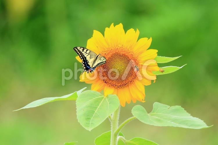 ひまわりとアゲハチョウ ヒマワリ,花,植物の写真素材