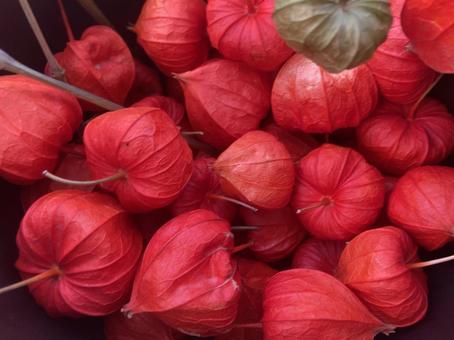 ほおずき　 ほおずき,花,植物の写真素材