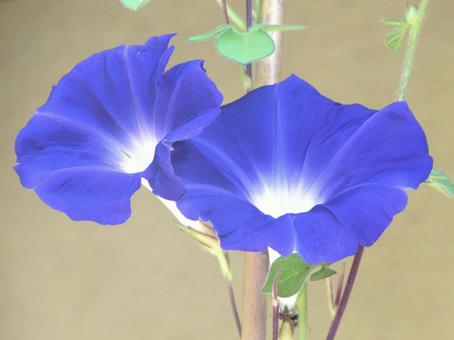 朝顔a 朝顔aの写真