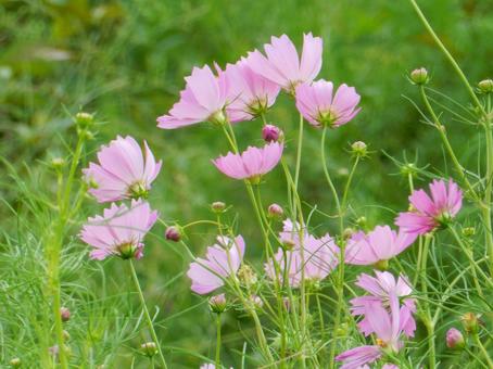 【花の写真】コスモス(秋桜) 【花の写真】コスモス(秋桜) コスモス,秋桜,自然の写真素材