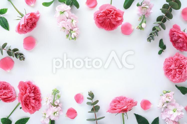 薔薇の花のフレーム フレーム,薔薇,花の写真素材