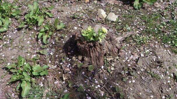 古い木の切り株から芽を出したふきのとう フキノトウ,切り株,公園の写真素材