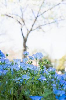 Spring Nemophila field Nemophila flowers and cherry trees, JPG