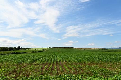 Photo, landscape, the scenery, mound, 