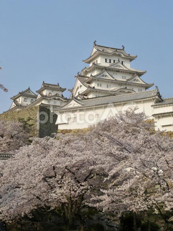 姫路城と桜 桜,満開,春の写真素材