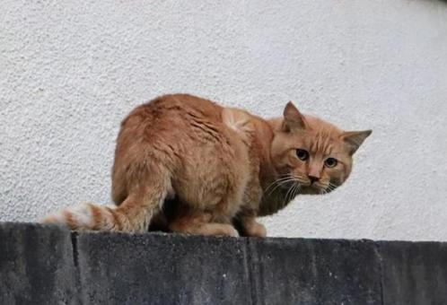 もふもふの毛皮 猫,動物,catの写真素材