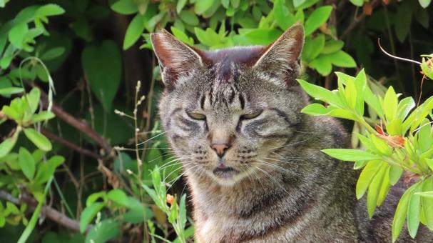 カメラ目線を向けて来るもふもふな猫様 カメラ目線を向けて来るもふもふな猫様 猫,キジトラ,カメラ目線の写真素材
