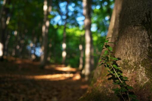 森の中 葉,葉っぱ,森の写真素材