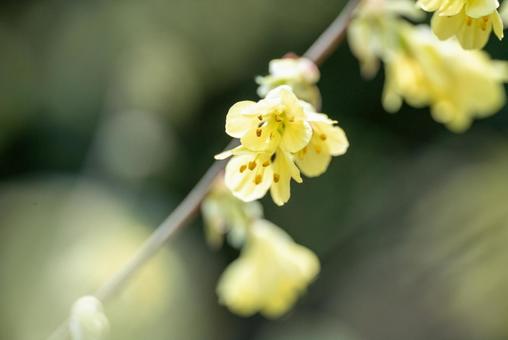 キブシの花 キブシの花 キブシ,花,植物の写真素材