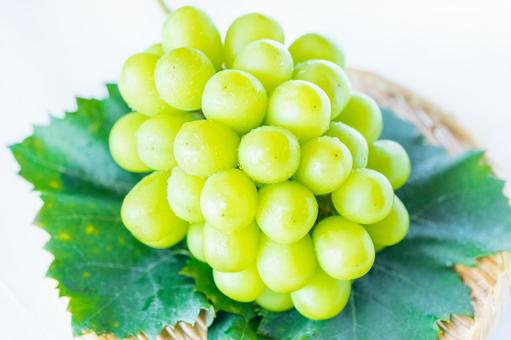 シャインマスカット シャインマスカットの写真