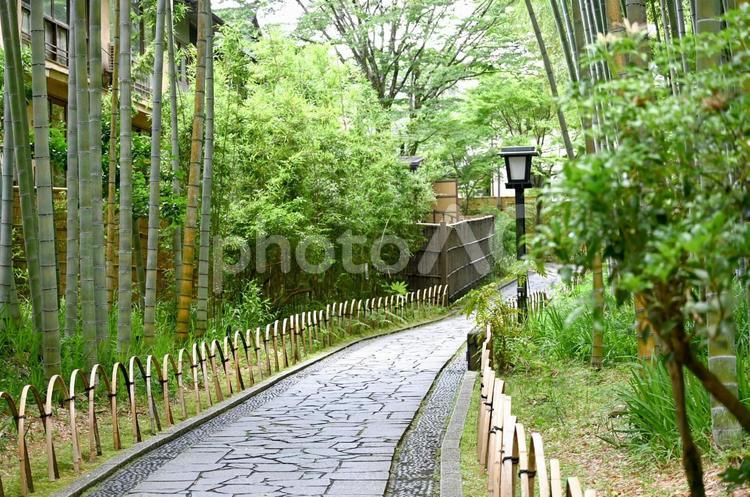 癒される竹林の小径 竹林,道,小道の写真素材