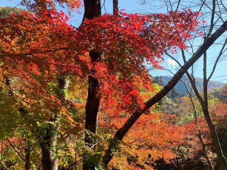 紅葉 紅葉の写真